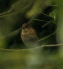 RED-BREASTED FLYCATCHER